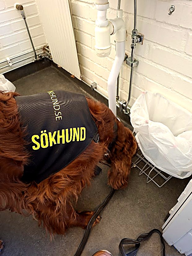 Lea i sökhundsväst genomsöker ett omklädningsrum