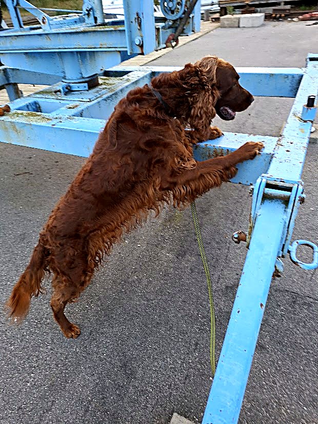 Lea söker på en båttrailer i en hamn
